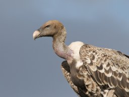 Western_Corridor2009-39